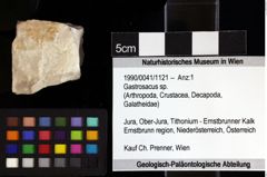 Foto (Objket + Etiketten) von Gastrosacus sp. 